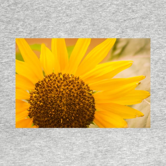 Morning Sunflower by srosu